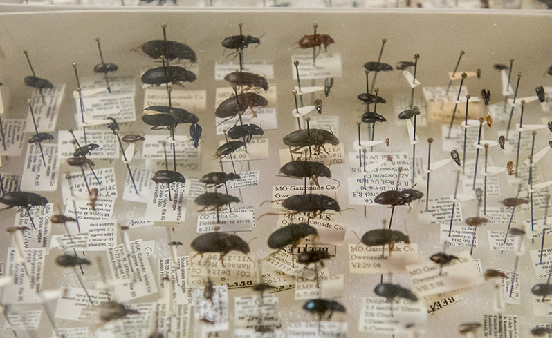 Mounted bugs in case