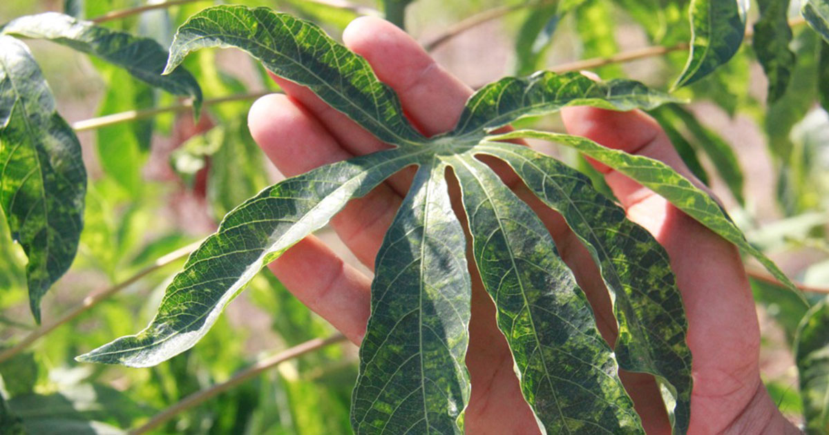 cassava leaves with mosaic disease
