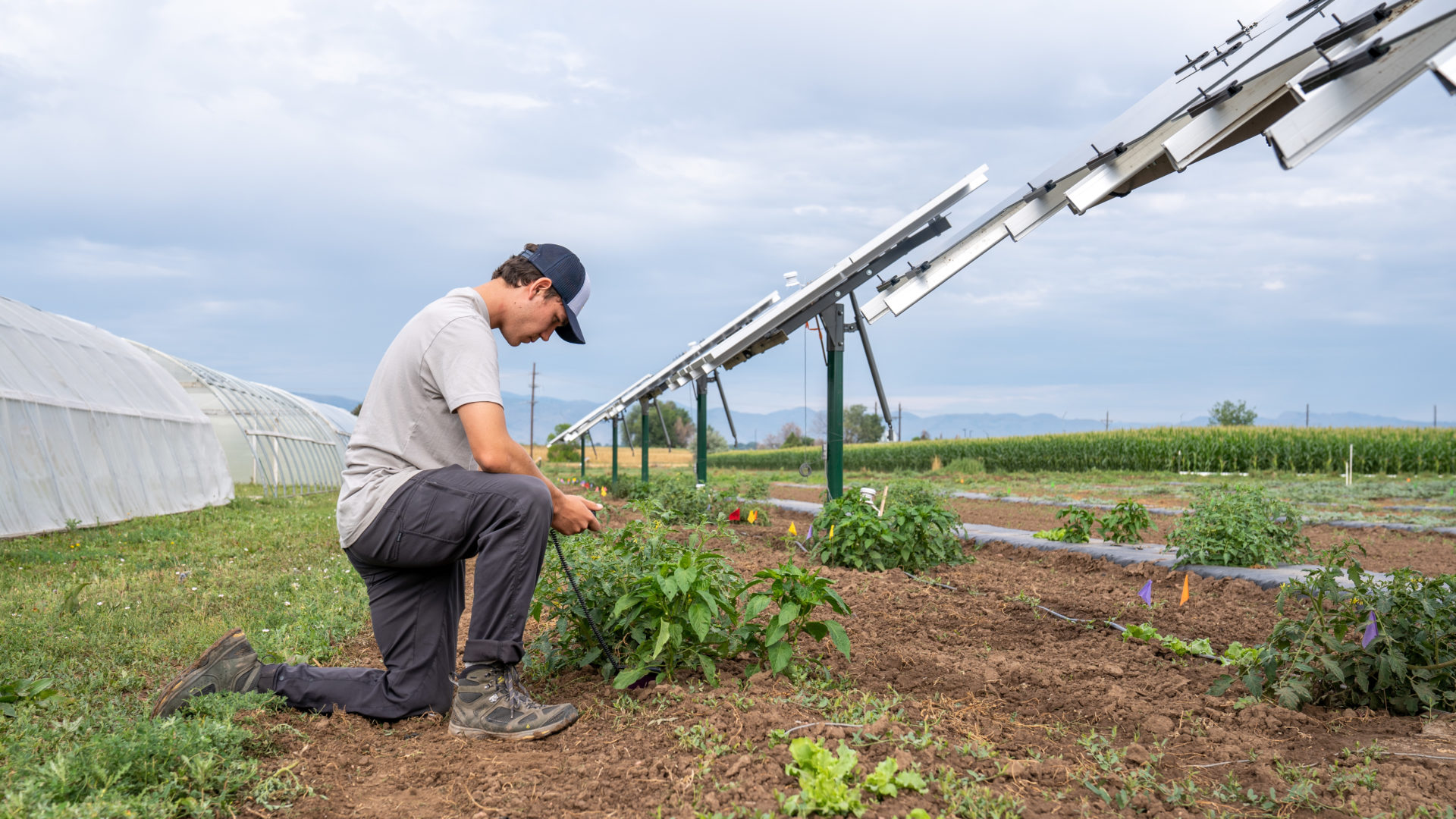 researchers kneels over crop under solar panel