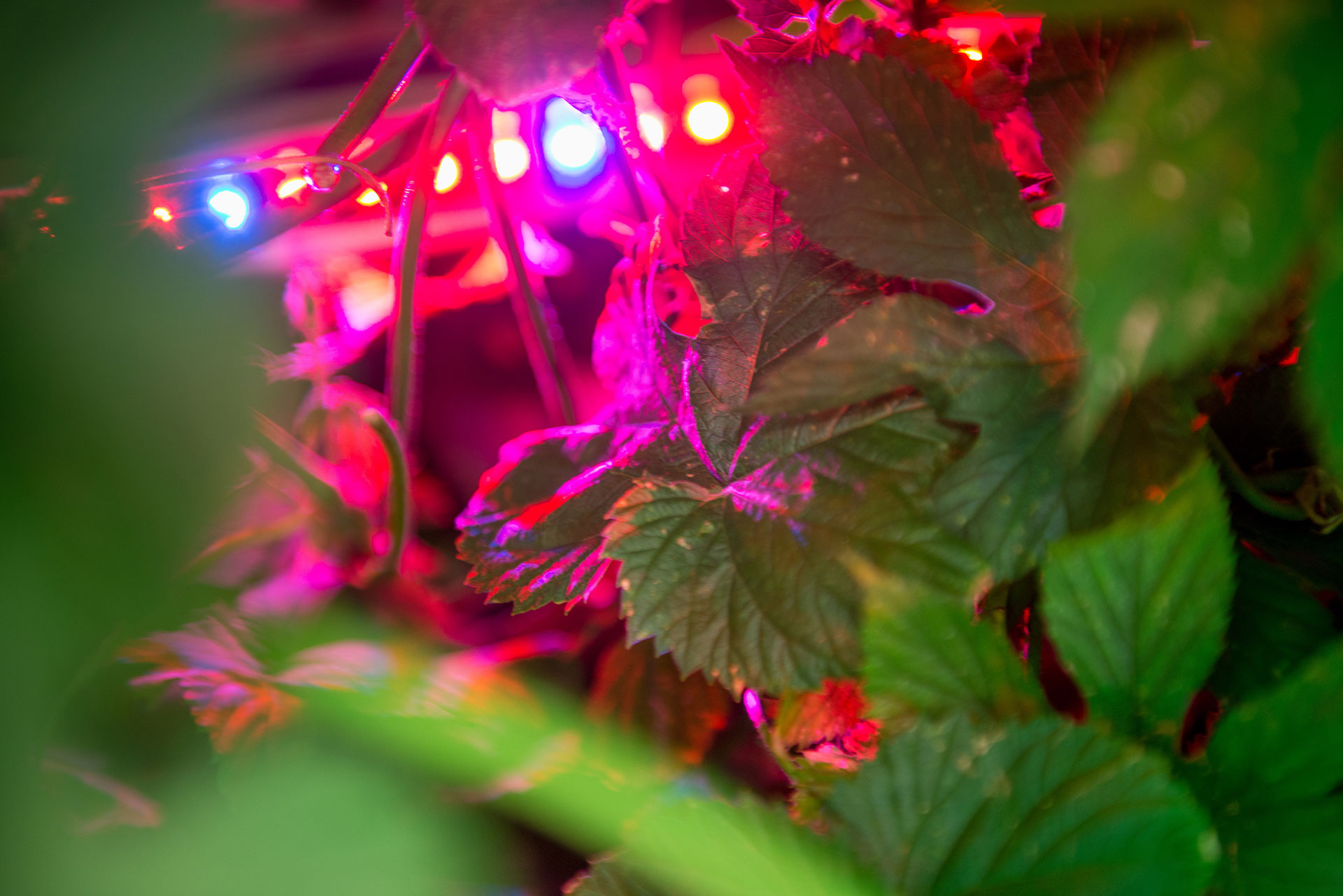 hop plants with LED lighting
