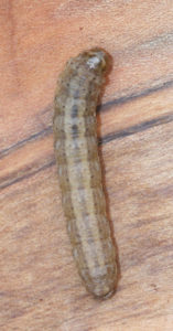 larval stage of miller moth