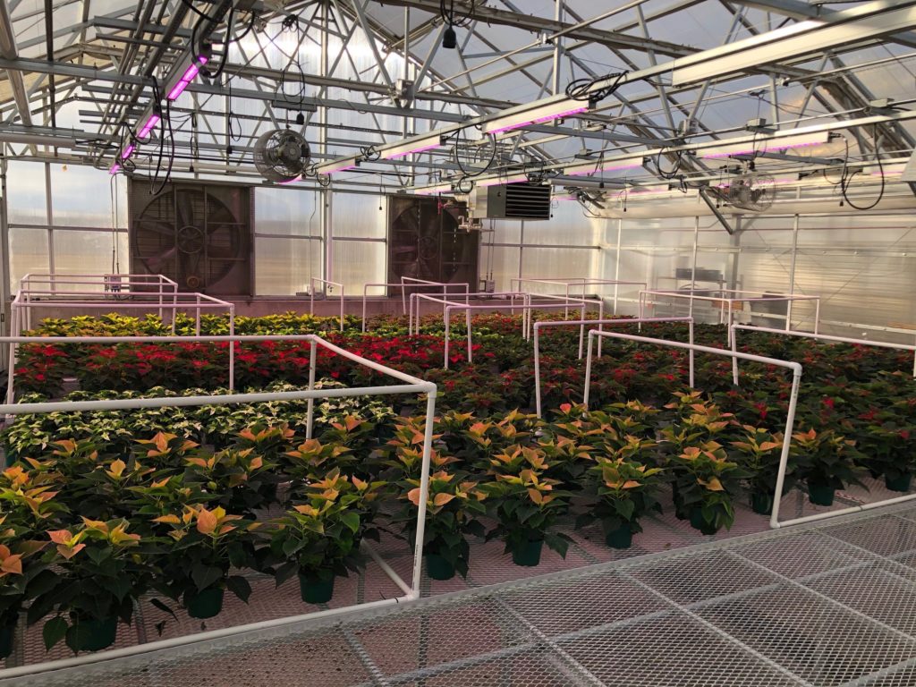 Poinsettias in greenhouse