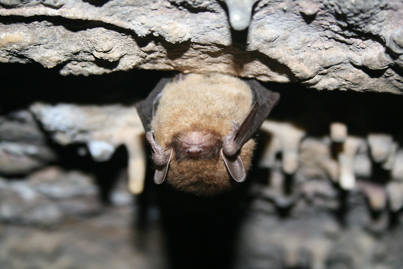 white-nose syndrome dale manning bats