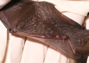 white-nose syndrome dale manning bats