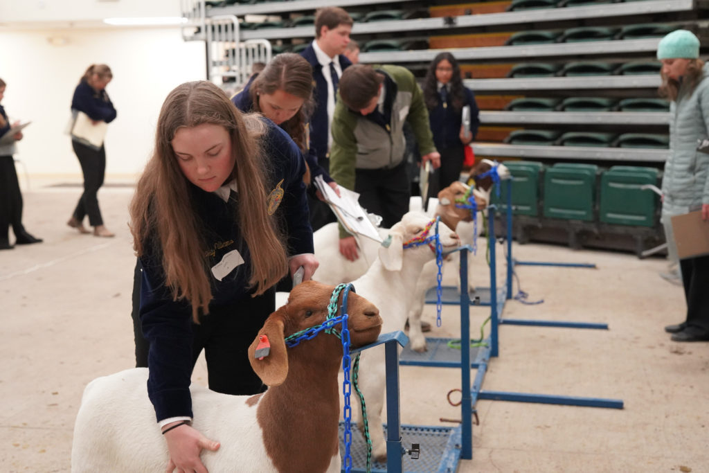 evaluating goats