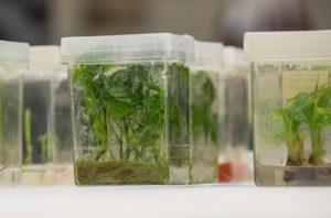 plants growing in plastic containers