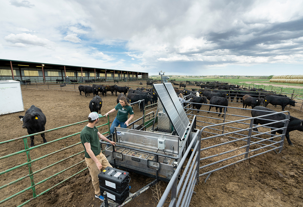 students look at solar panel in cattle feed lot