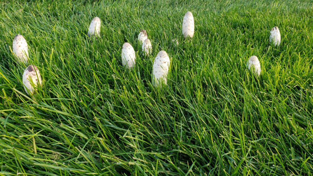 Mushrooms in Colorado grass