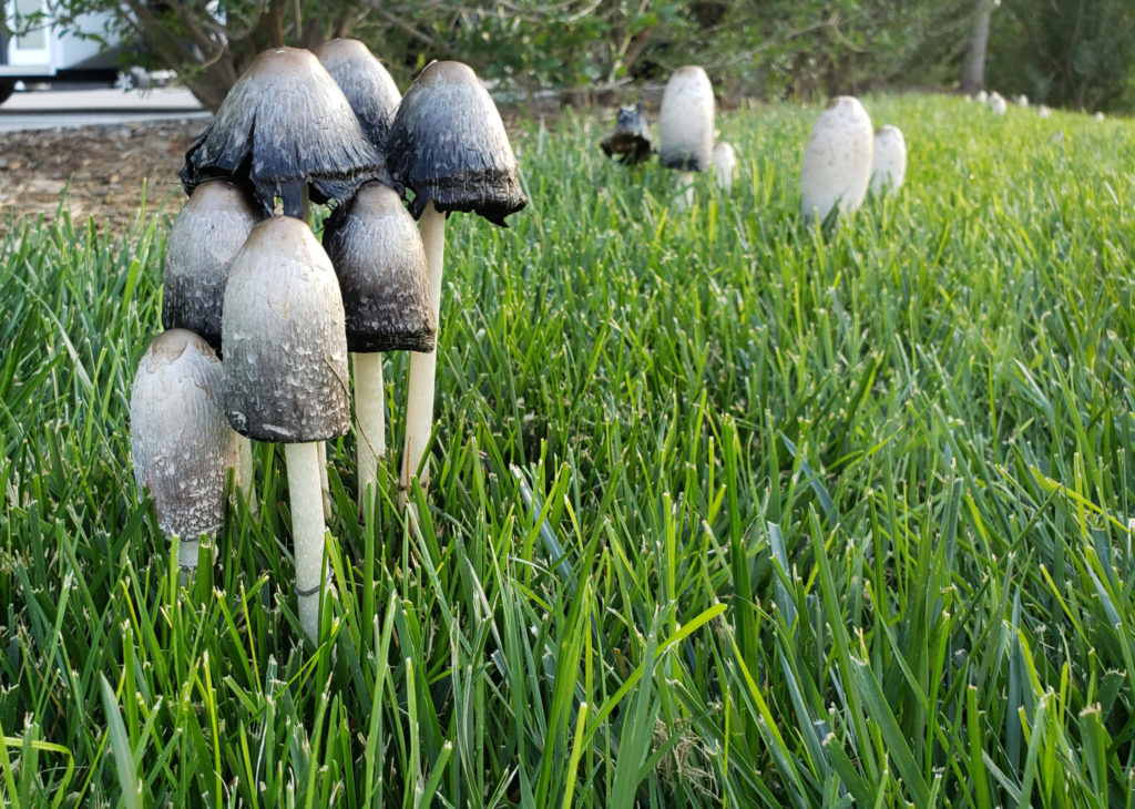 Mushrooms grow in a Colorado lawn