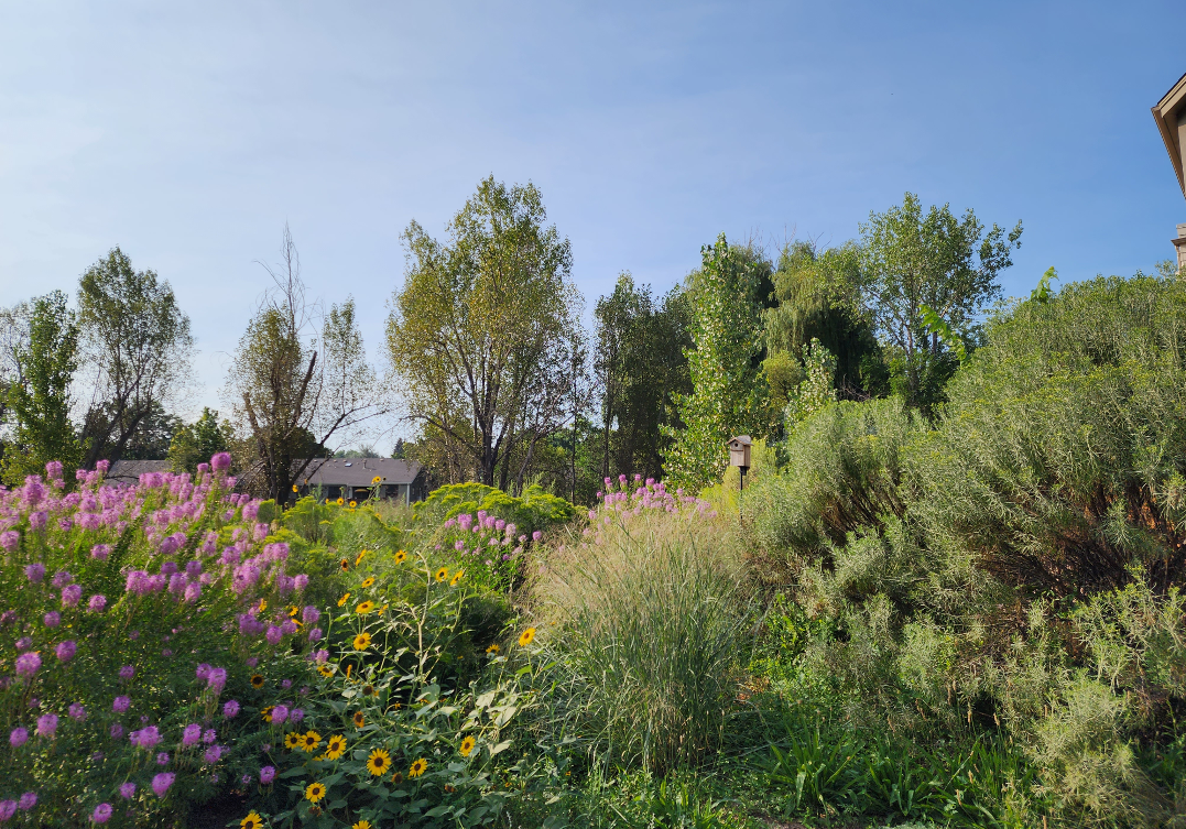 Restored park garden with native flowers and shrubs.