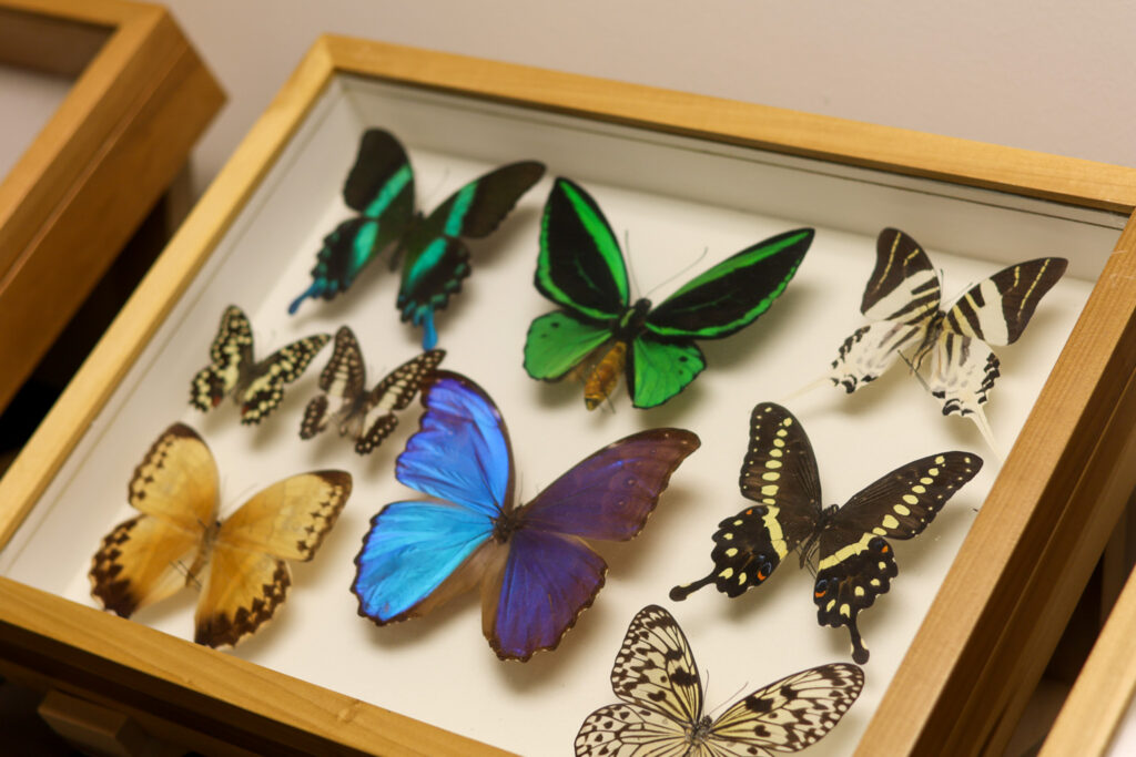 Butterfly specimens in a case during a tour of the C.P. Gillette Museum for Arthropod Diversity.