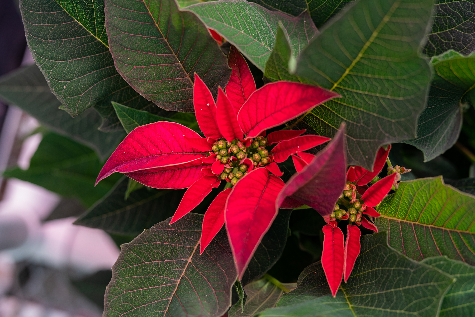 A red, flowering poinsettia plant.