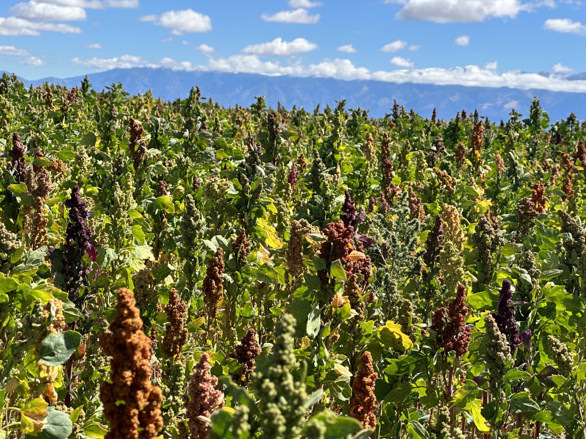 A farming field of quinoa plants that are red and yellow with blue sky and mountains in the background.