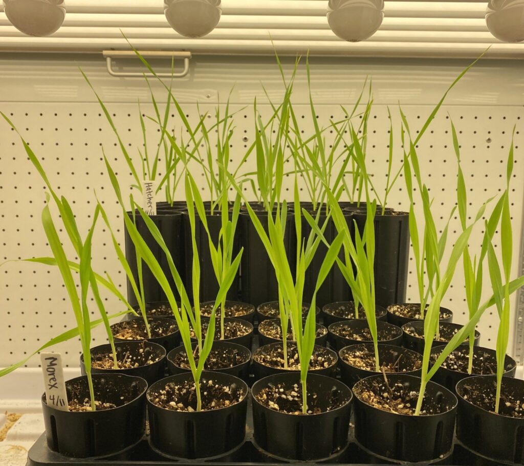 Pictures of small plants growing in a lab setting.