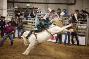 Cowboy rides a bucking horse during a rodeo competition.