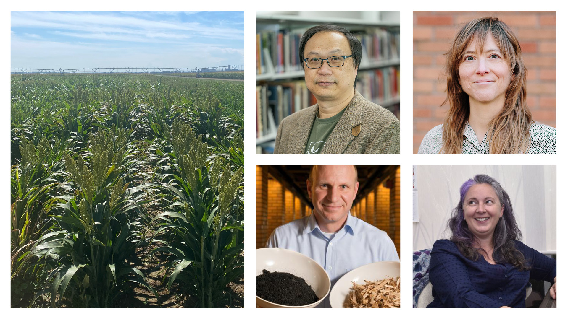 photo collage of four plant adaptation experts and a row of field crops on a sunny day