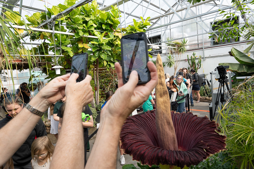 People taking photos and videos of the corpse flower