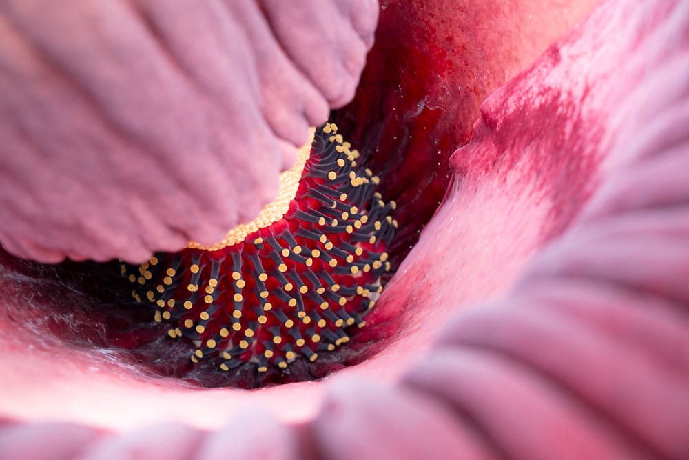 The seeds inside the corpse flower