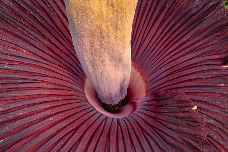 Cosmo the corpse flower has bloomed
