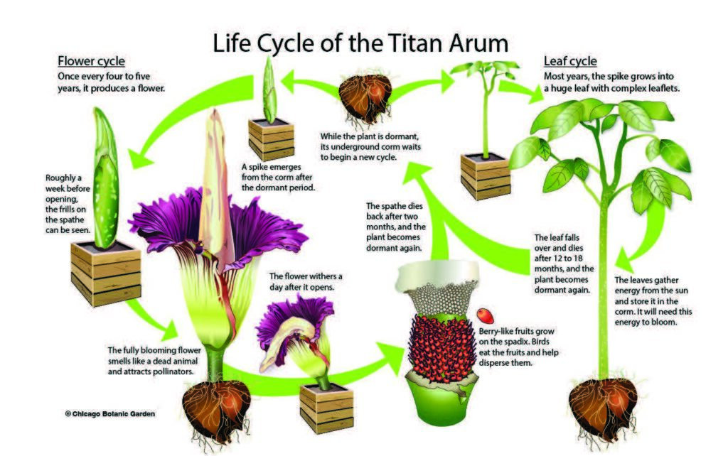 Life cycle of a corpse flower