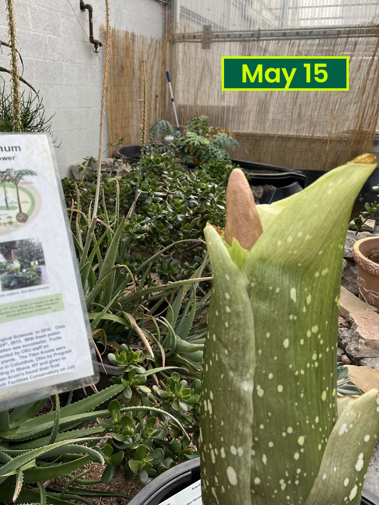 Corpse flower May 15