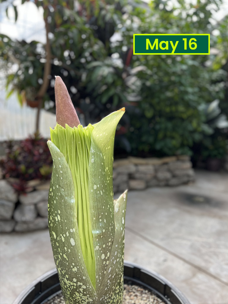 Corpse flower May 16