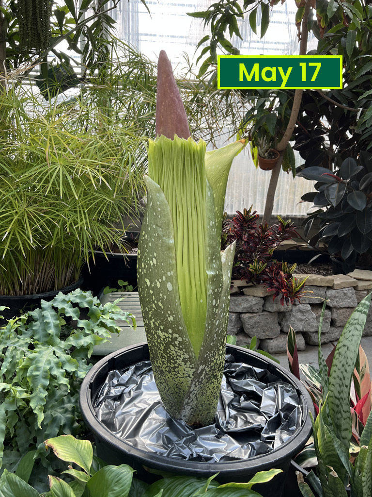 Corpse flower May 17