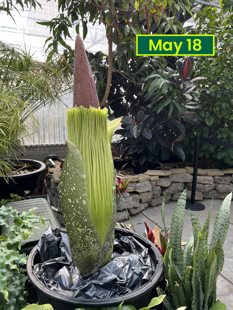 Corpse flower May 18