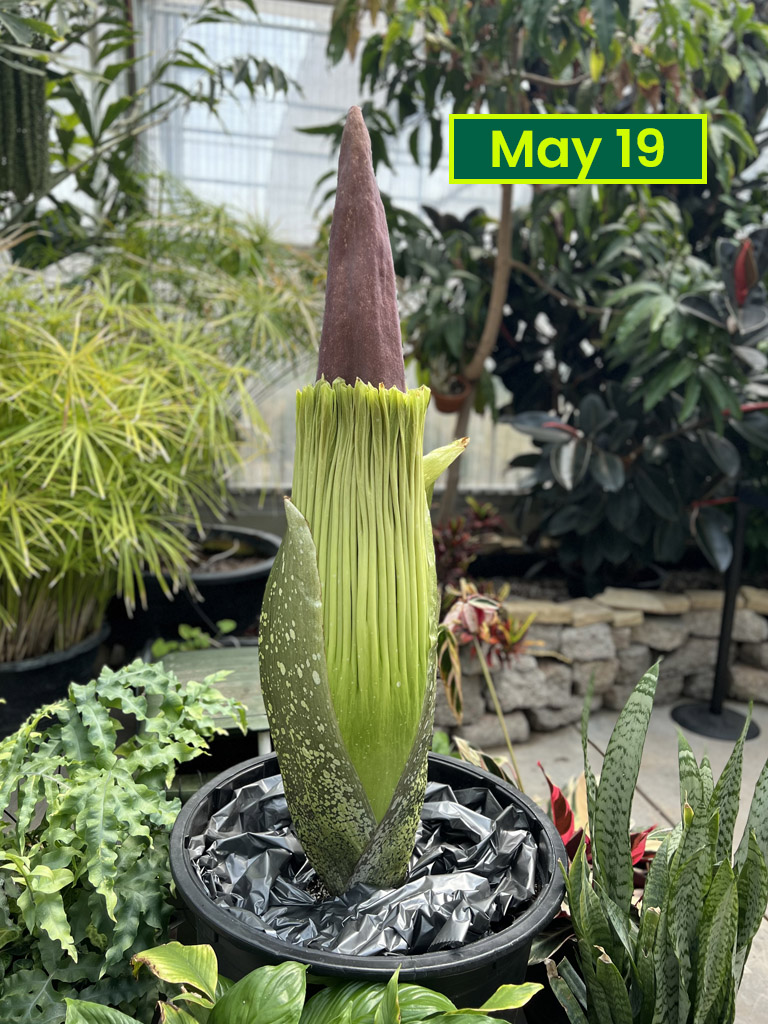 Corpse Flower May 19