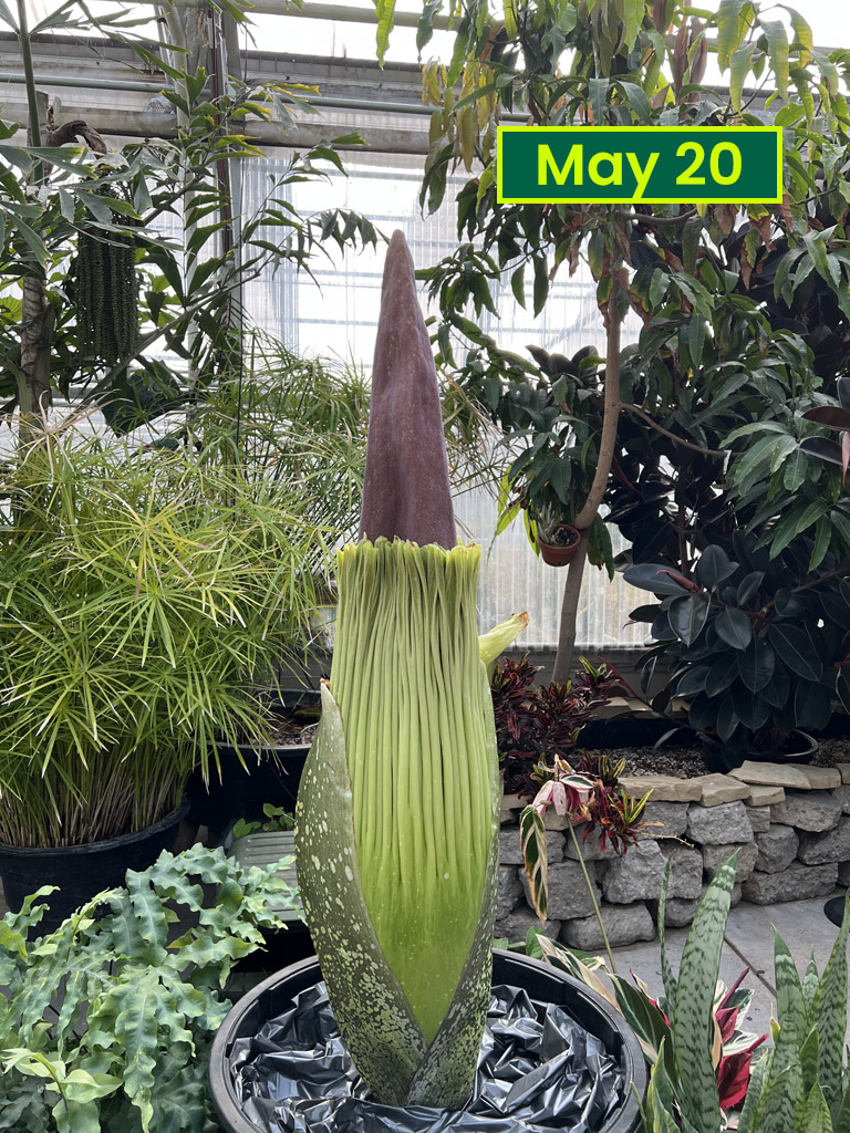 Corpse flower May 20